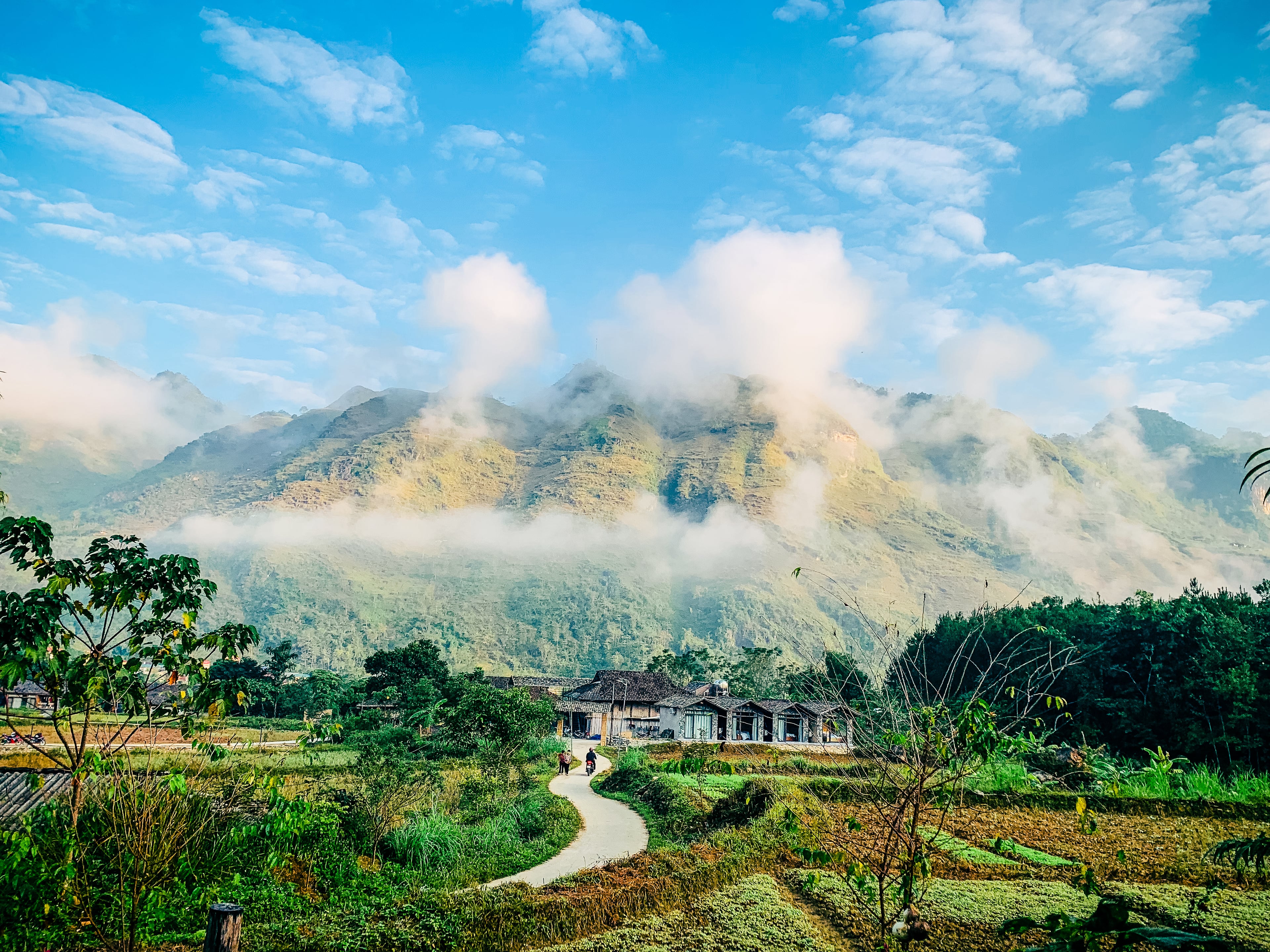Creamy Teriyaki Mushroom Toast - LTelle Eatery